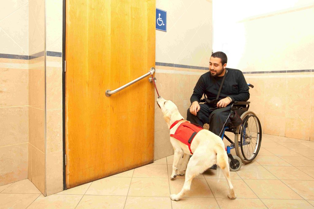 A service dogs opens the door of a toilet for a man on a wheelchair