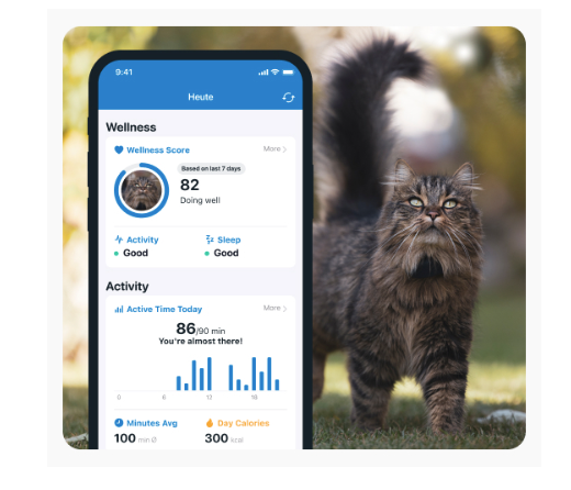 An outdoor cat exploring a garden with Tractive's Activity monitoring features in the foreground