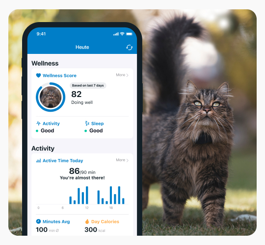 A cat wandering outdoors, with the Tractive CAT Wellness Monitoring with activity tracking in the foreground
