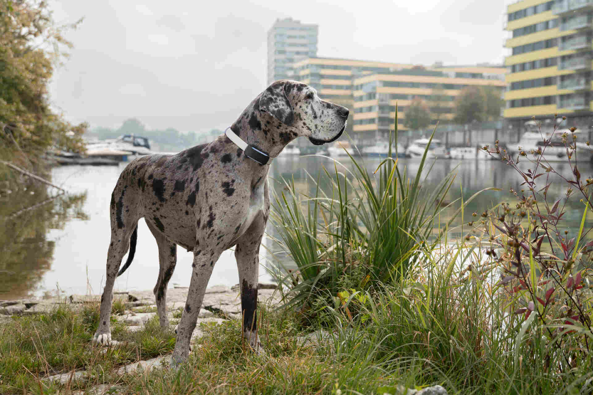 A Great Dane wearing a Tractive GPS tracker