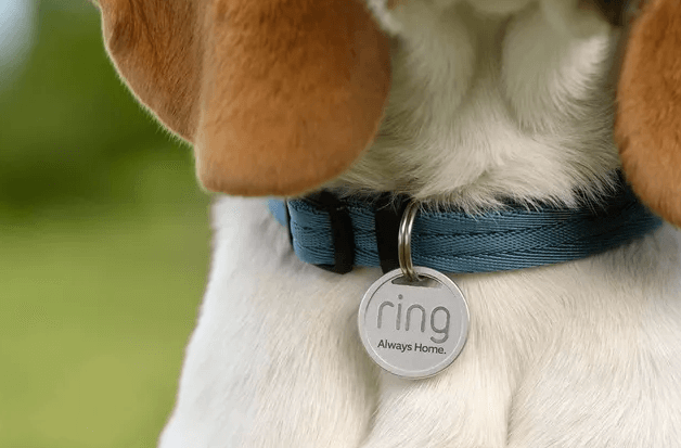 Dog collars with tag built in hotsell