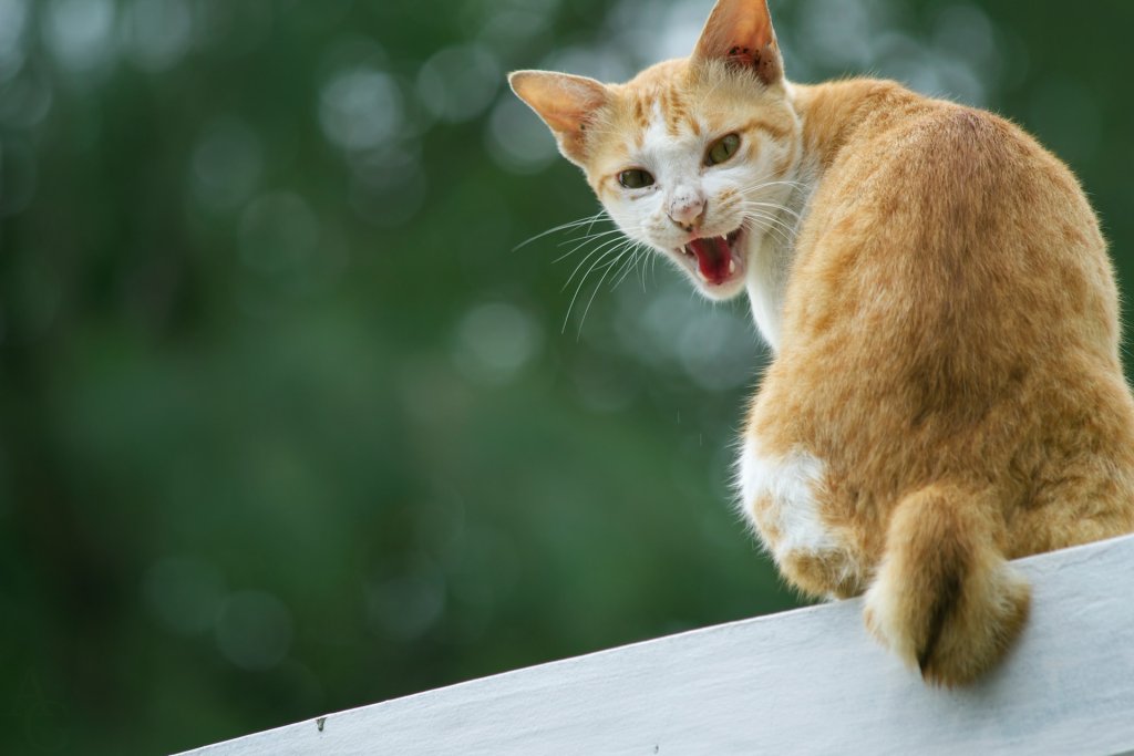 A hissing cat sitting on a ledge outdoors