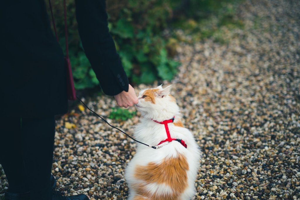 A cat walking outdoors with their parent, wearing a leash and harness