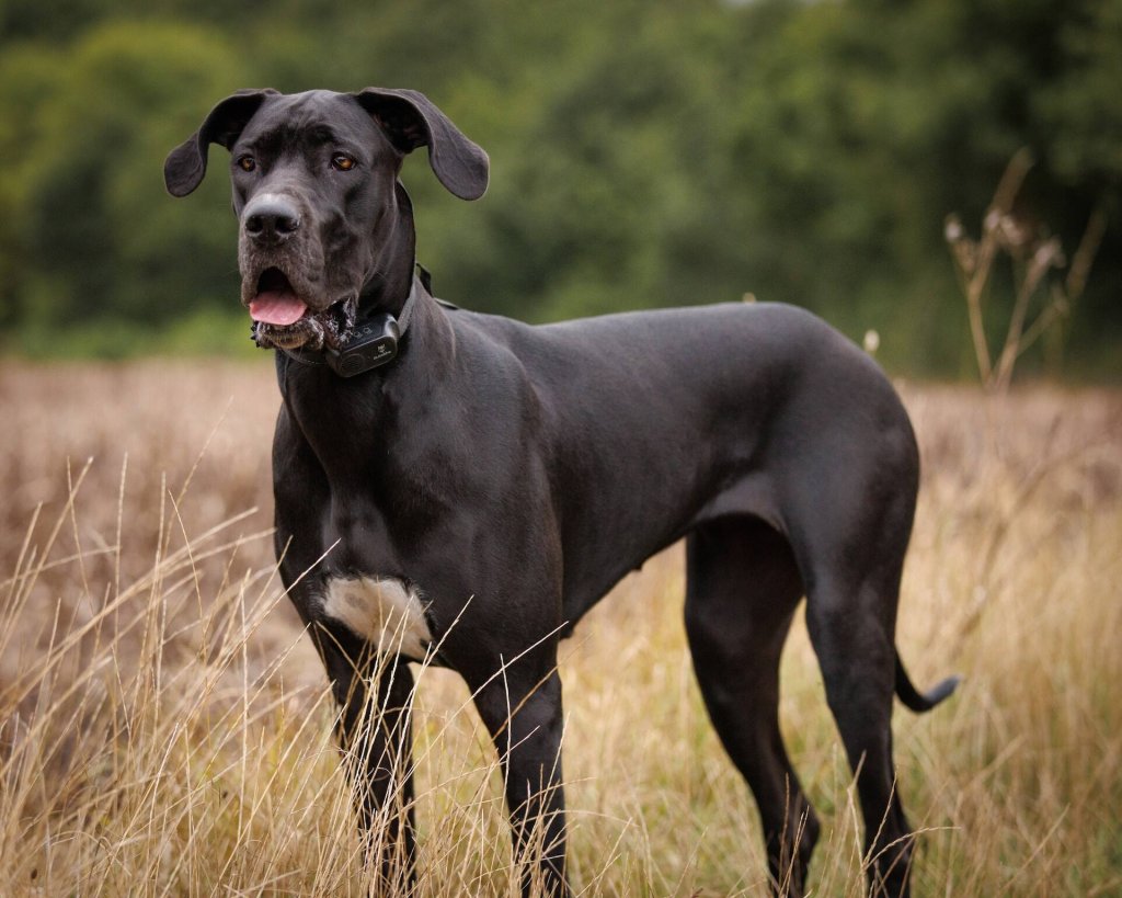 A Great Dane outdoors in a meadow