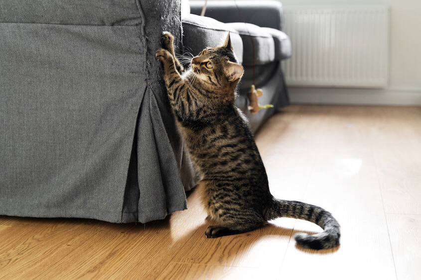 Get a cat shop to stop scratching furniture