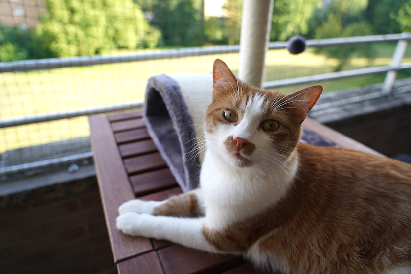 Rot-weiße Katze liegt auf einer Liege am Balkon