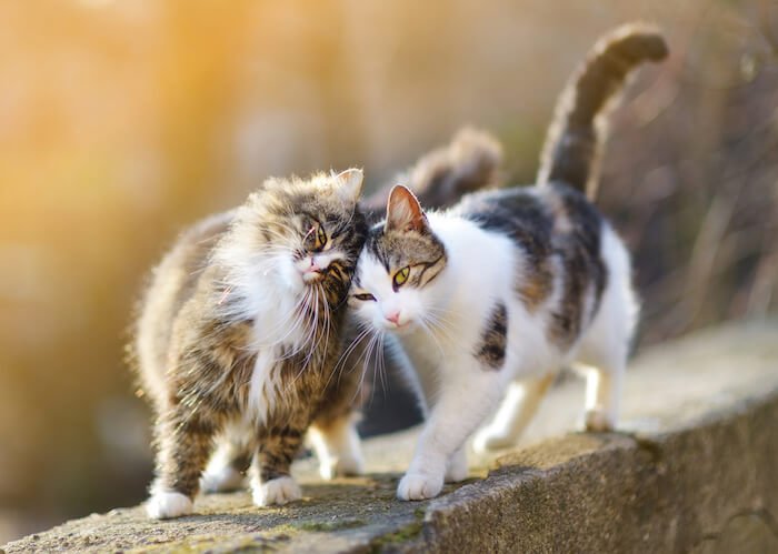Zwei Katzen spazieren an einer Mauer entlang und halten die Köpfe zusammen