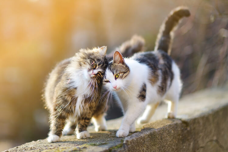 Zwei Katzen spazieren an einer Mauer entlang und halten die Köpfe zusammen