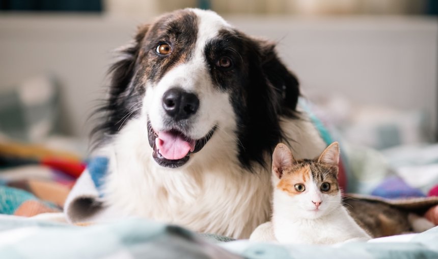 Katze und Hund zusammen auf einem Bett