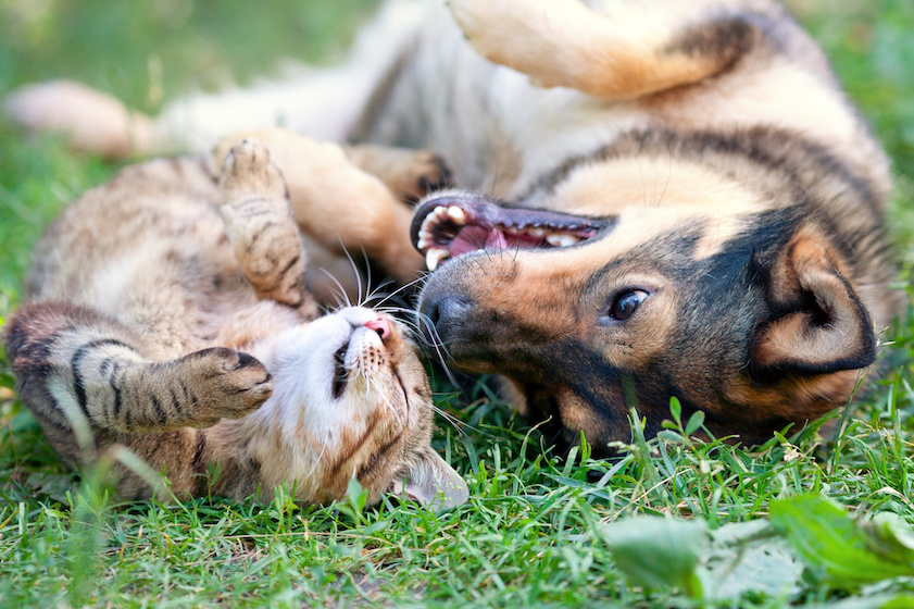 Hund und Katze liegen nebeneinander im Gras