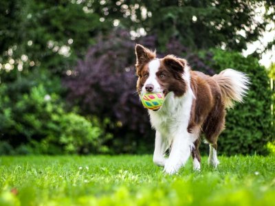 chien brun et blanc courant dans un jardin avec une balle dans la geule