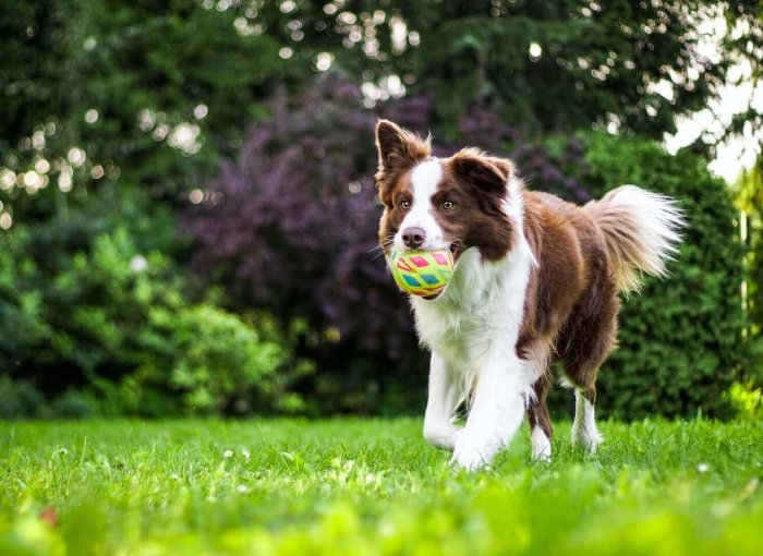 chien brun et blanc courant dans un jardin avec une balle dans la geule
