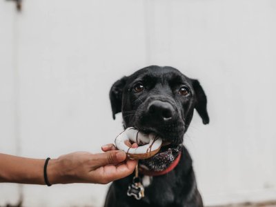 bras d'une personne donnant un donut à manger à un chien noir
