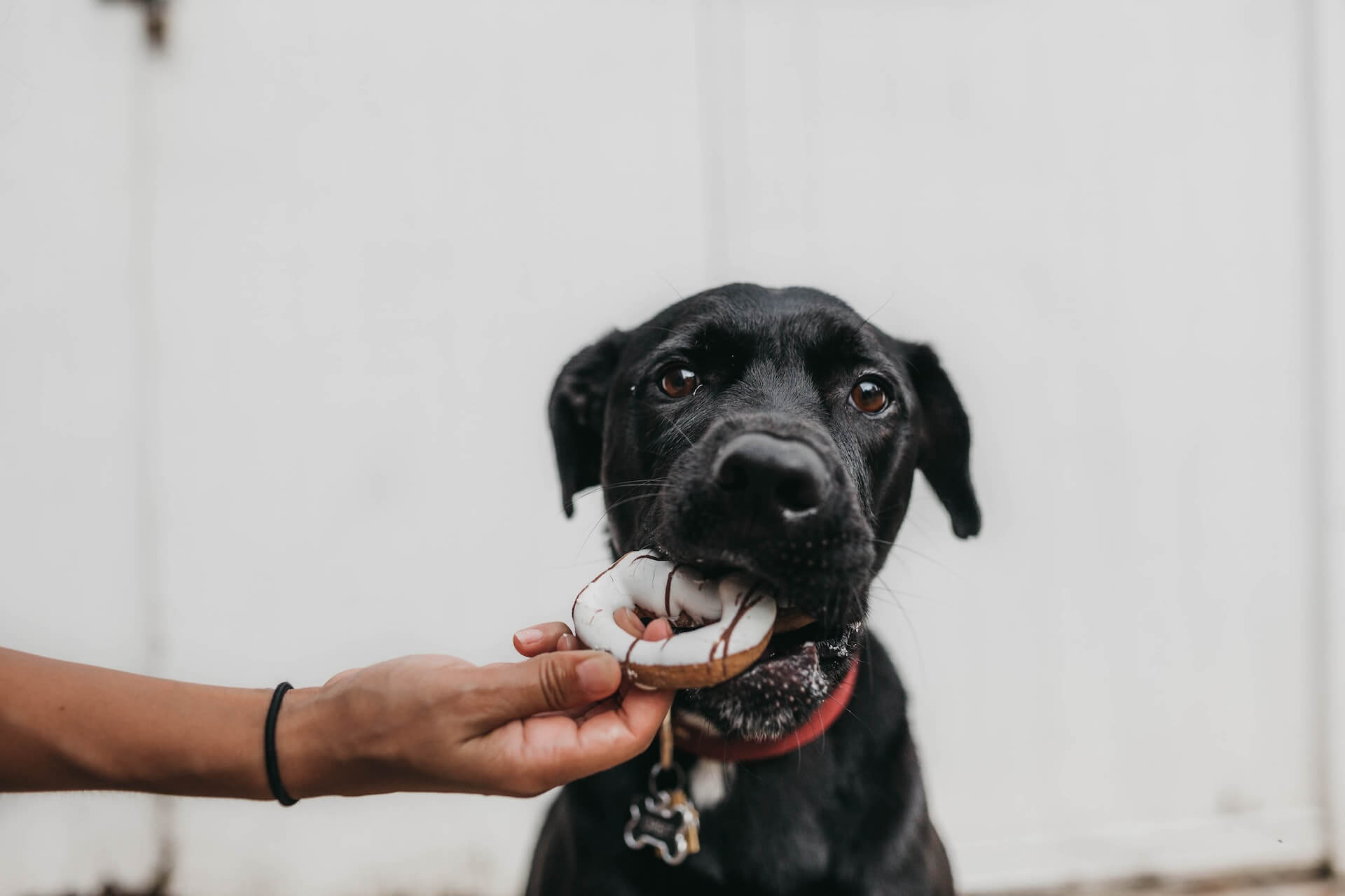 bras d'une personne donnant un donut à manger à un chien noir