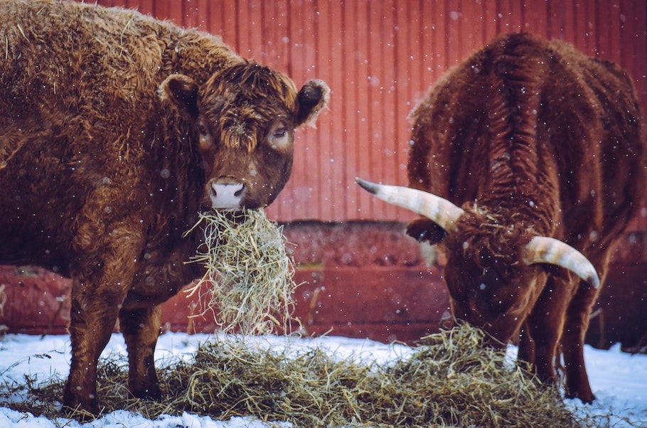 Rinder im Winter bei der Heufütterung