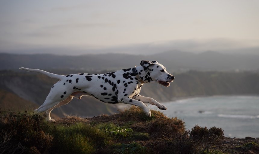 Dalmata che indossa un localizzatore e corre all'aperto