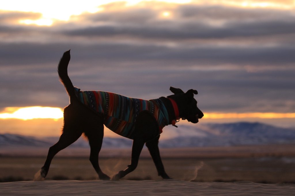 Dog walking in the dark