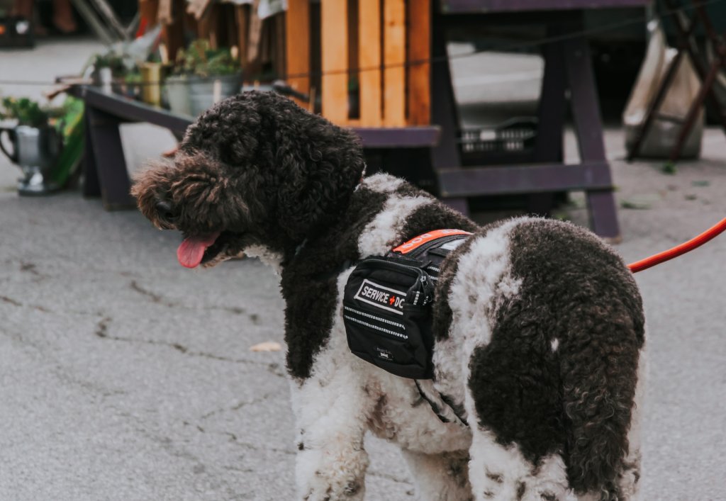 A service dog wearing a special harness outdoors