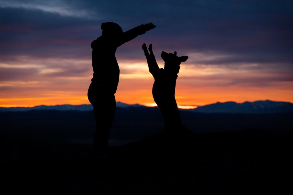 Dog with its owner jumping outside in the dark