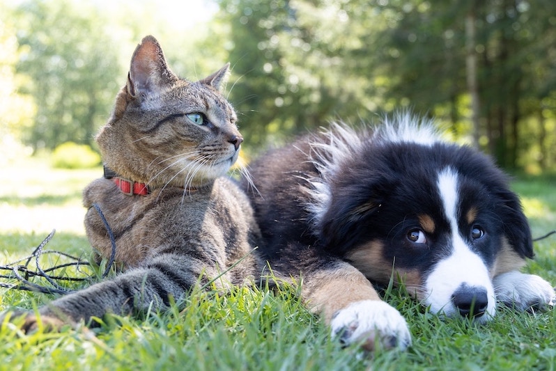 Hund und Katze im Gras nebeneinander