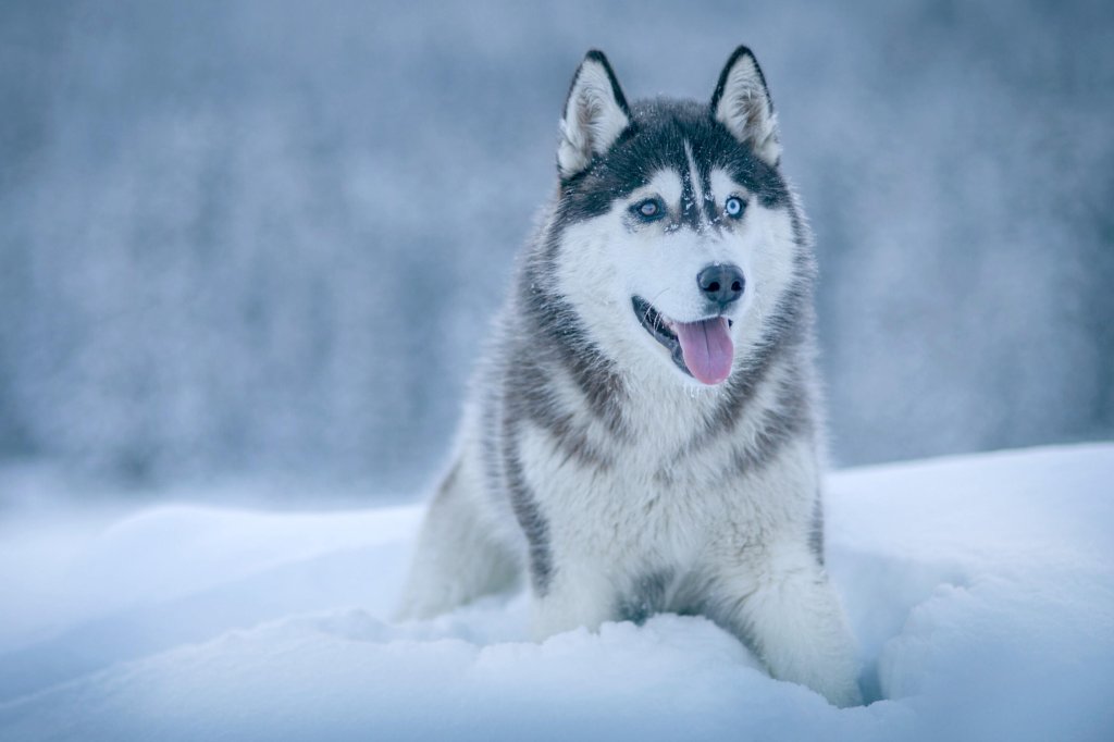 An Alaskan Malamute relaxing in the snow