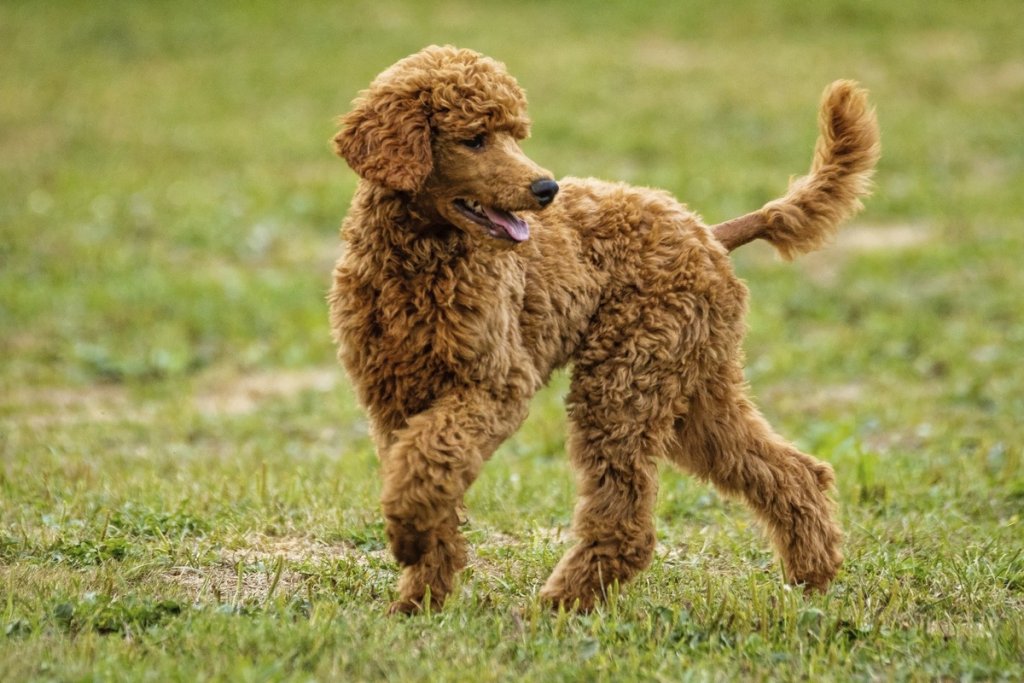 A poodle plays in a lawn