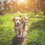 A dog running through a sunny forest