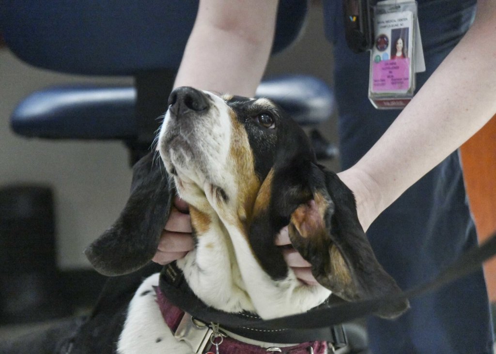 A therapy dog comforts a hospital staff member