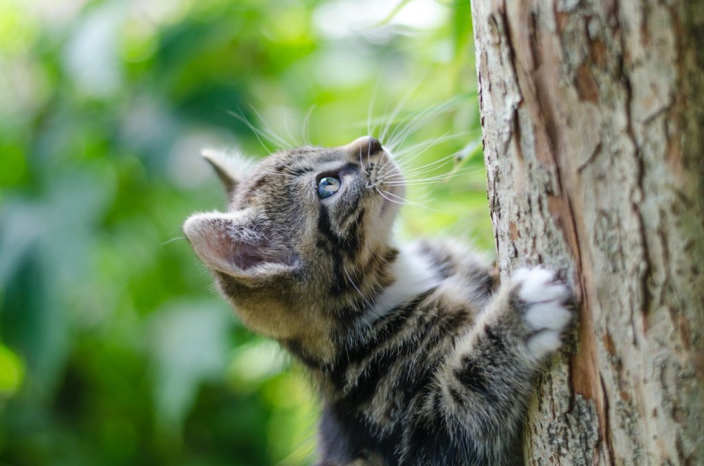 Junge Katze klettert auf einen Baum