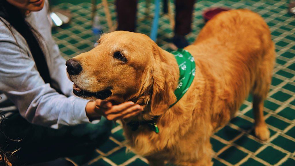 A therapy dog interacts with patients at a hospital