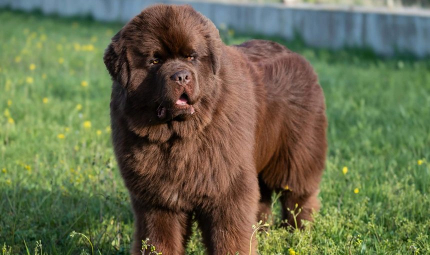 brown Newfoundland dog standing on grass
