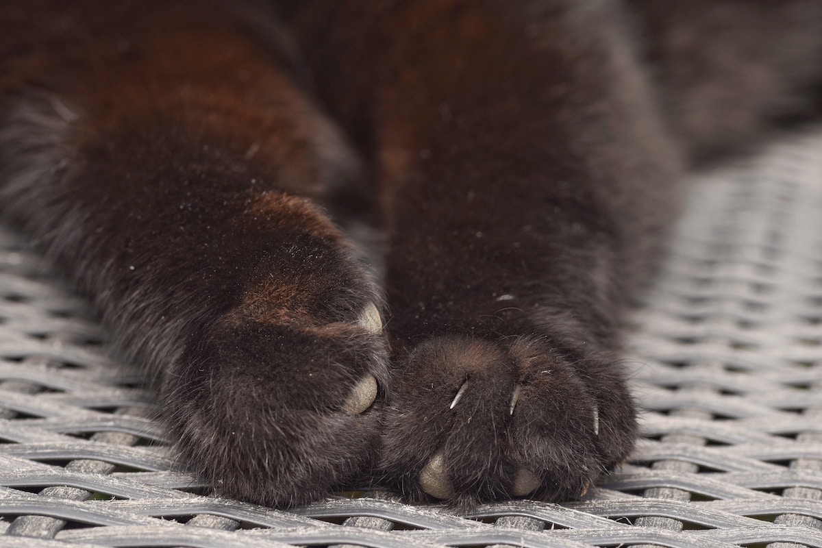 Katze kratzt an Möbeln so kannst du es vermeiden Tractive