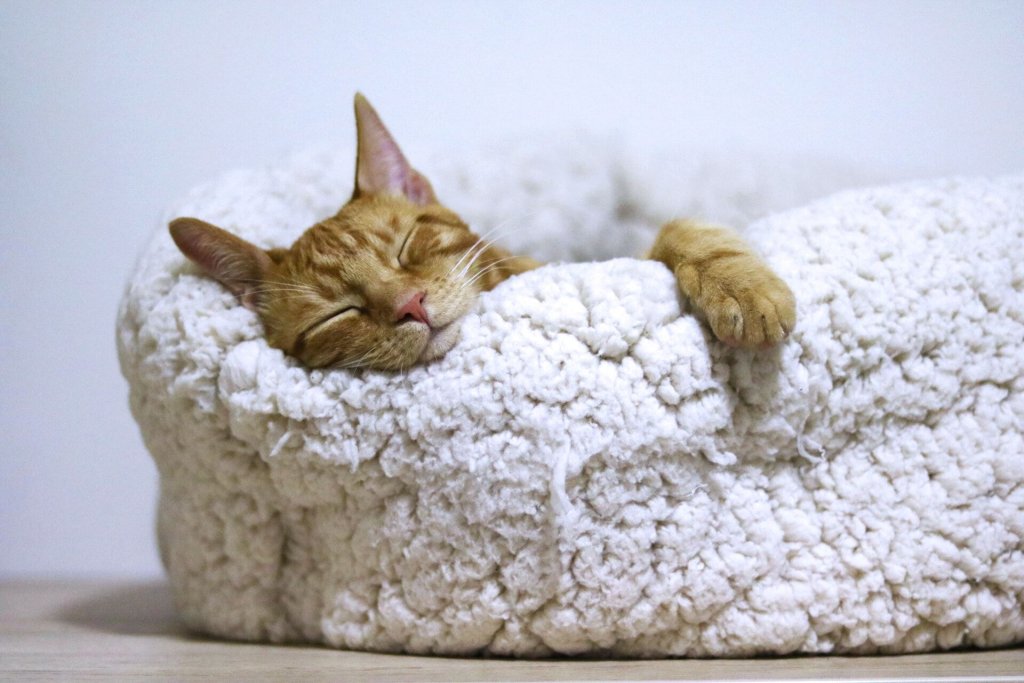 A cat sleeping on a white bed