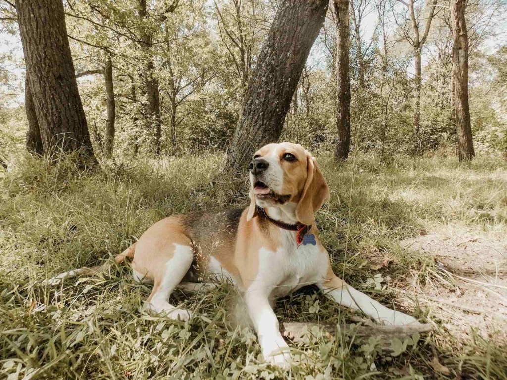 A beagle rests under a tree in a forest
