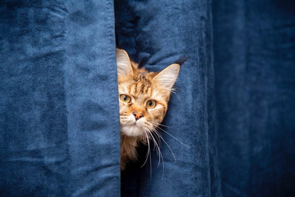 A cat hiding behind blue curtains