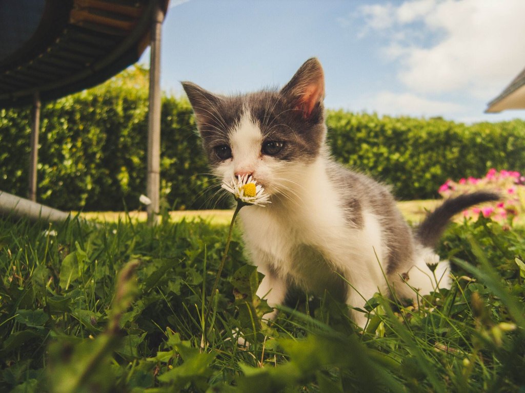 Een kat ruikt aan een bloem in een met gras begroeide tuin