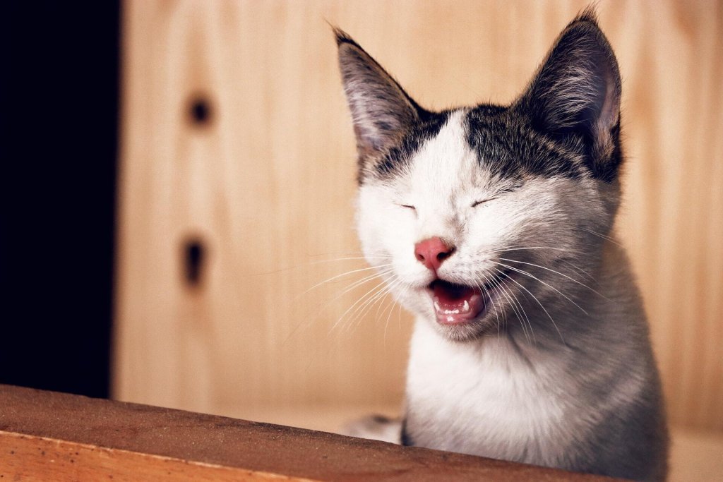A cat crying with their eyes closed