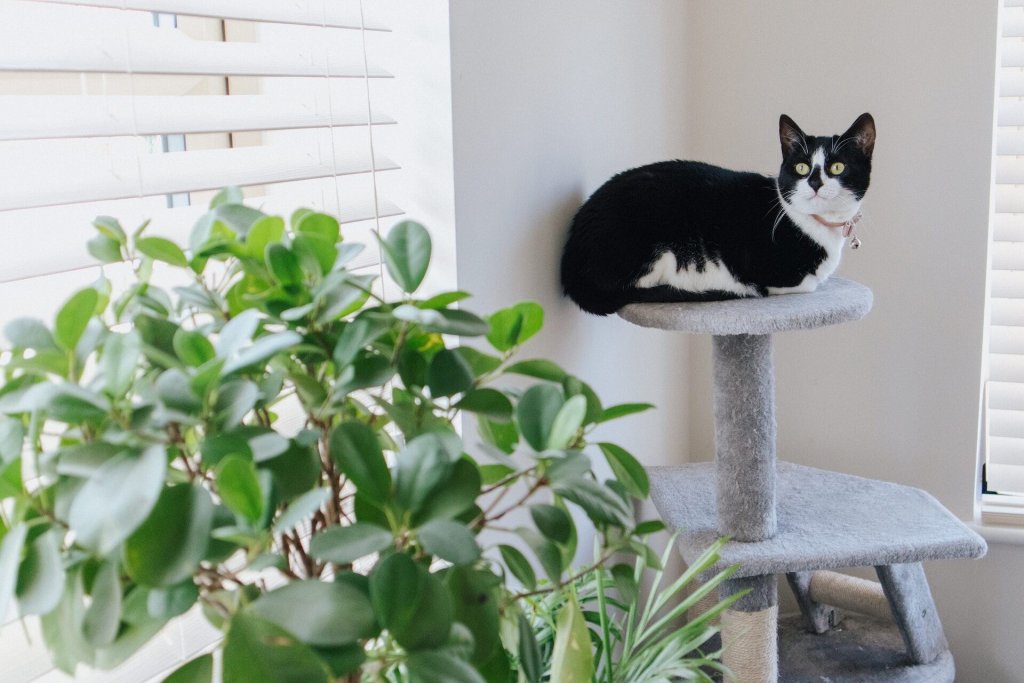 A cat sitting on a vertical cat tree
