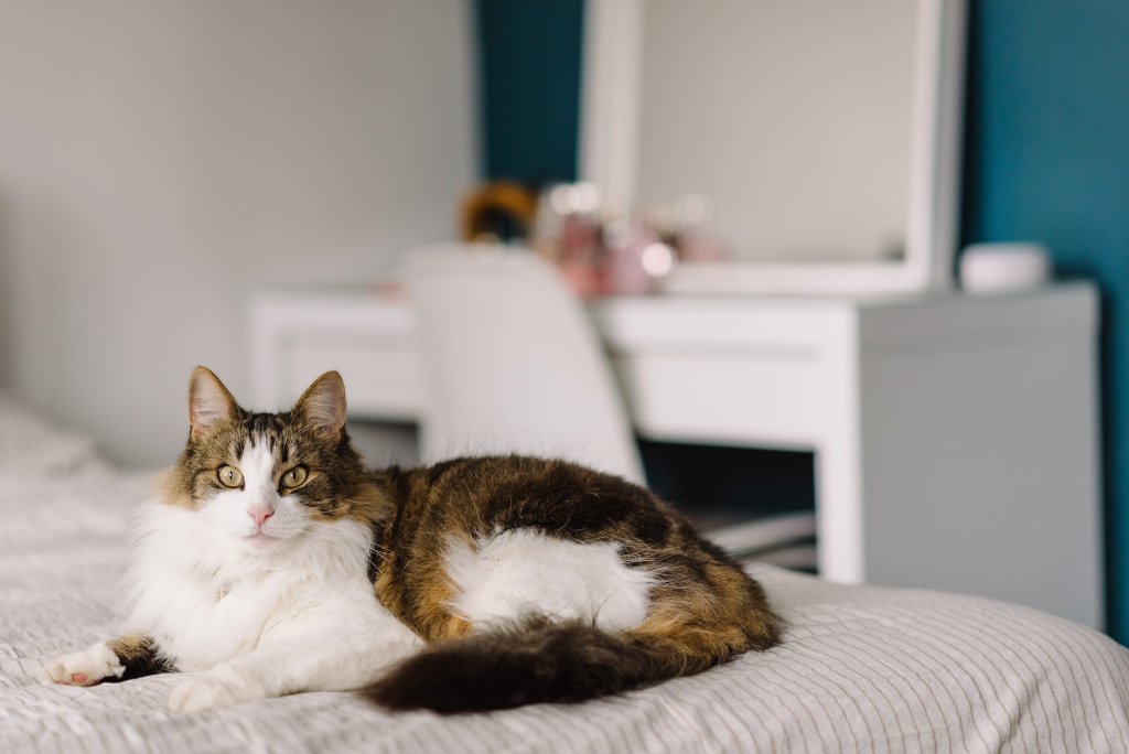 A chubby cat sitting on a bed