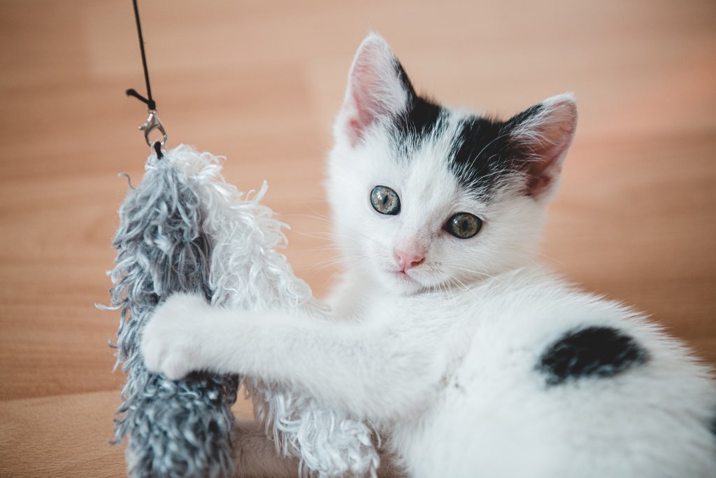 A kitten playing with a feather toy on the floor