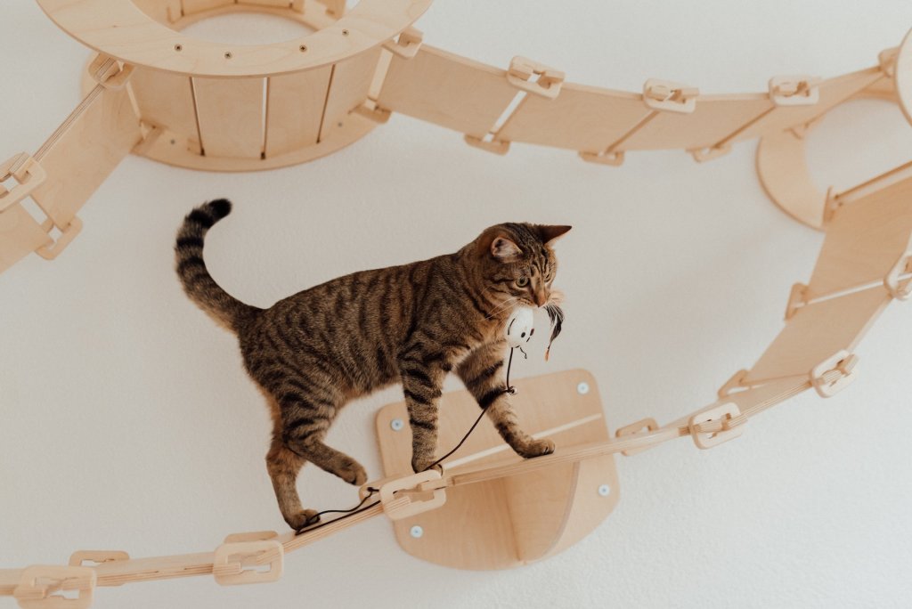 A cat walks on a climbing perch with a toy in their mouth