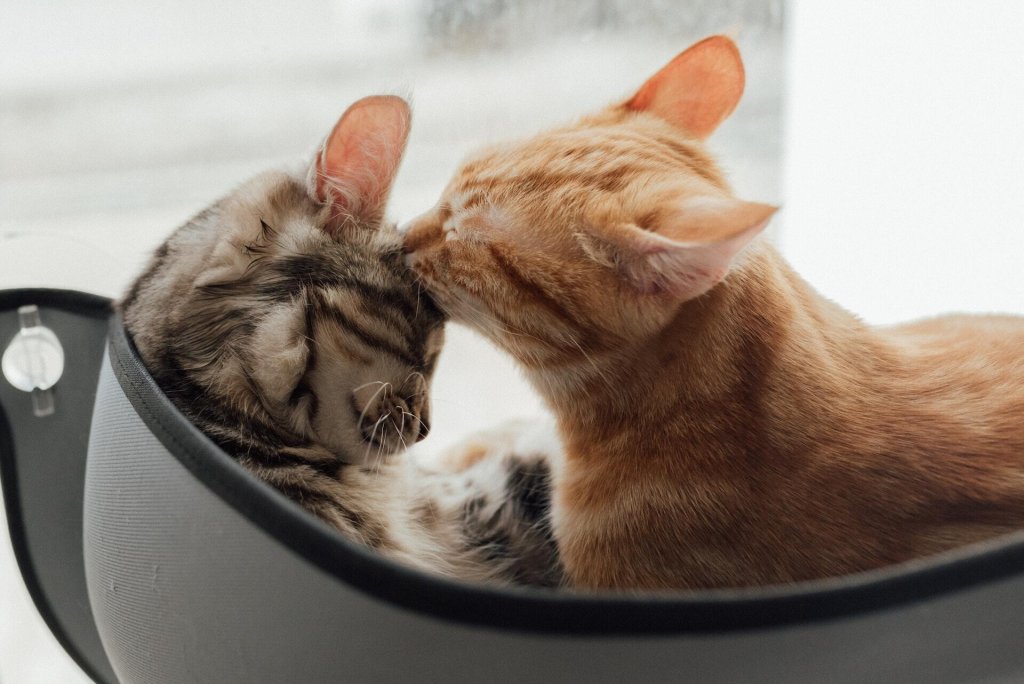 Two cats grooming each other indoors