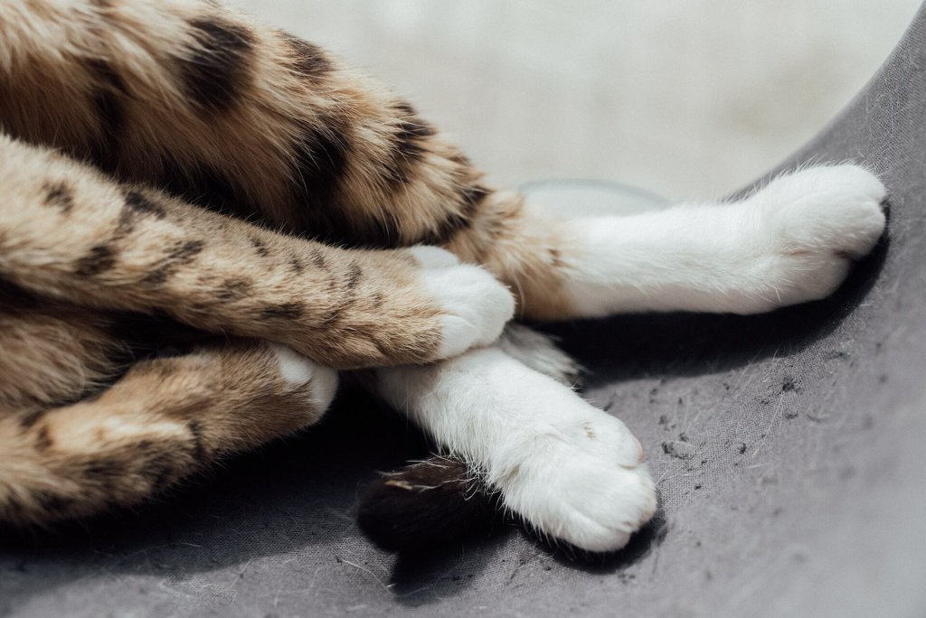 De poten van een kat met geknipte nagels