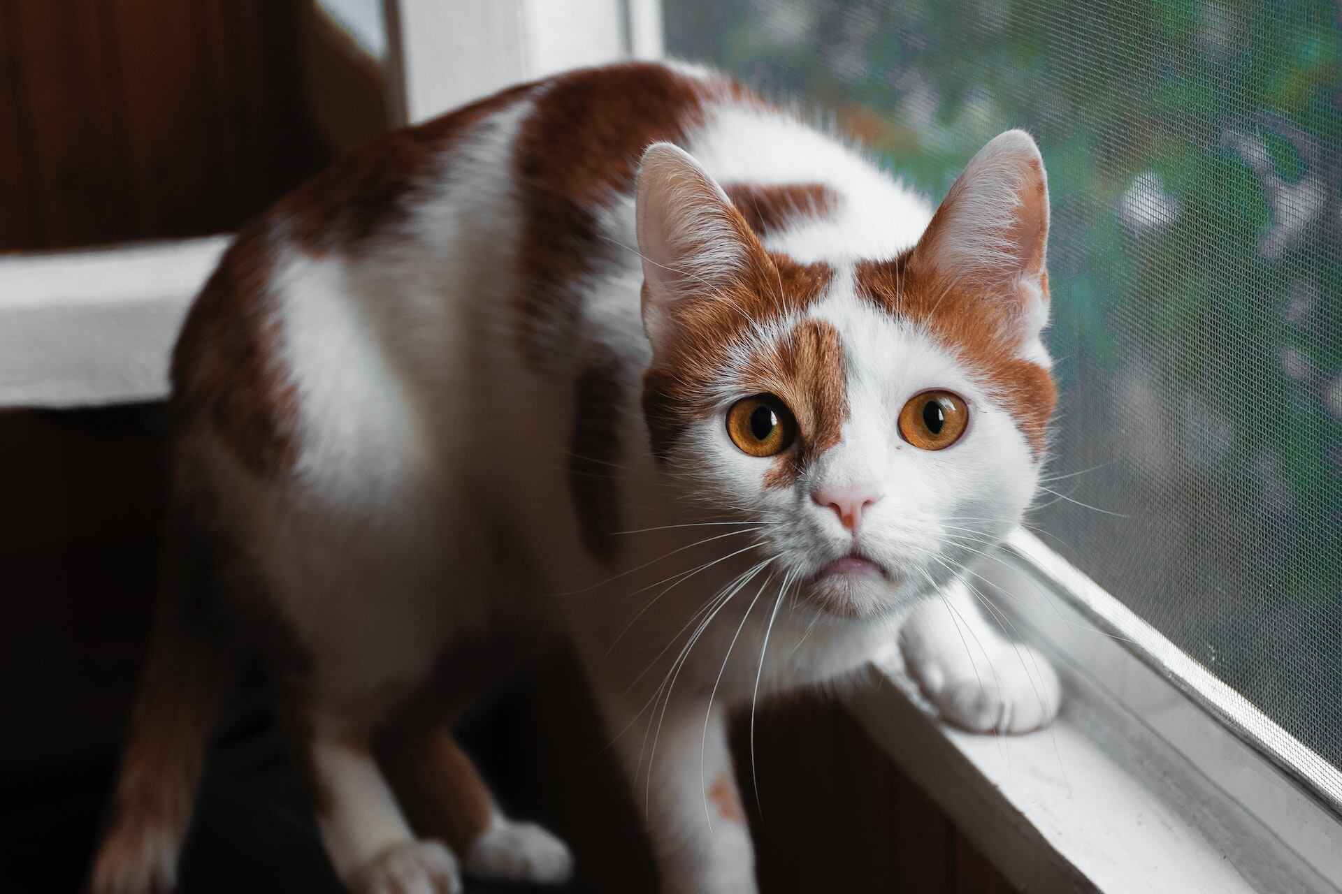 A cat sitting by a window indoors