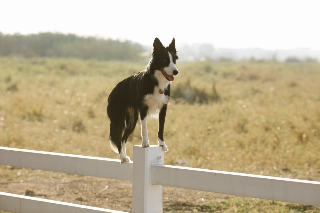 A border collie standing on an enclosure fence