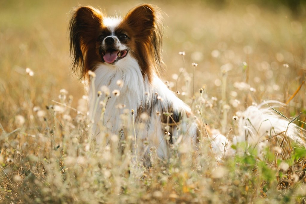A dog sitting in a field, surrounded by grass and flowers