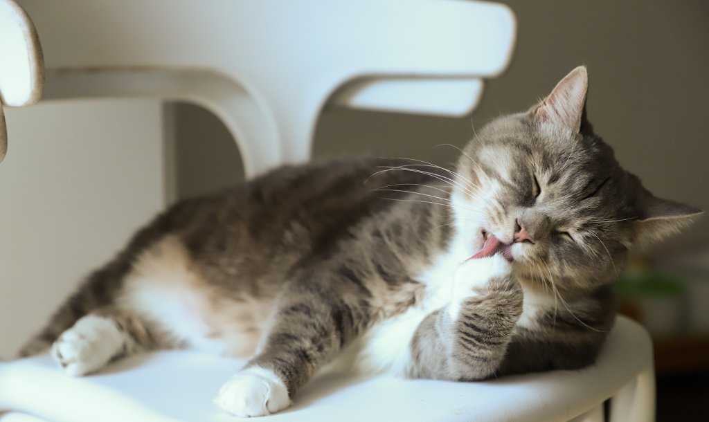 A cat grooming themselves on a chair