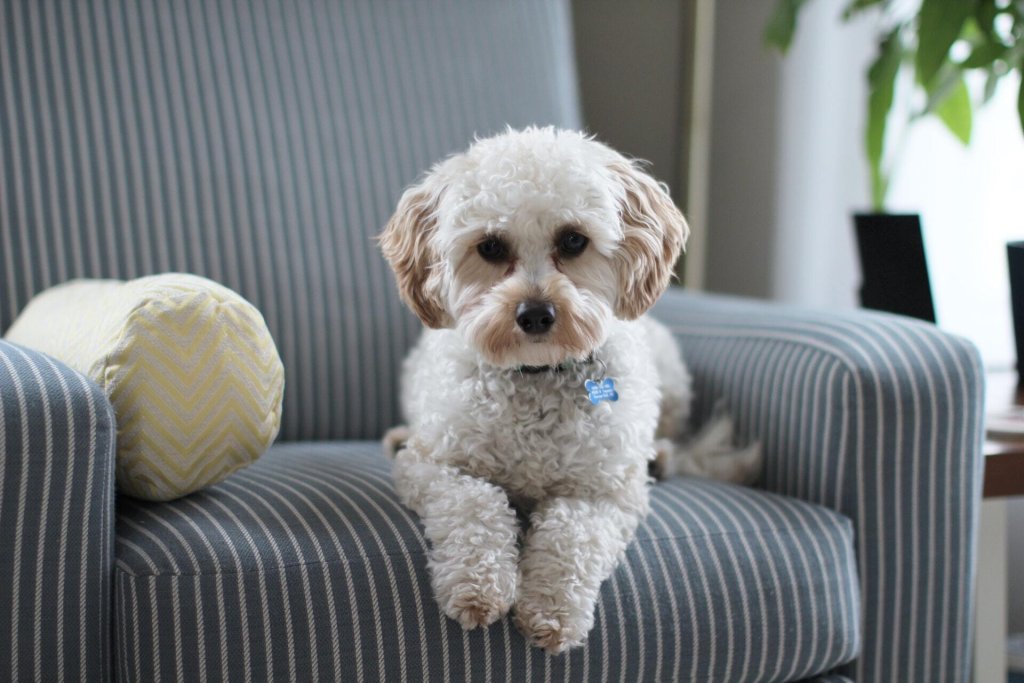 A white puppy wearing a pet tag sitting on a couch indoors