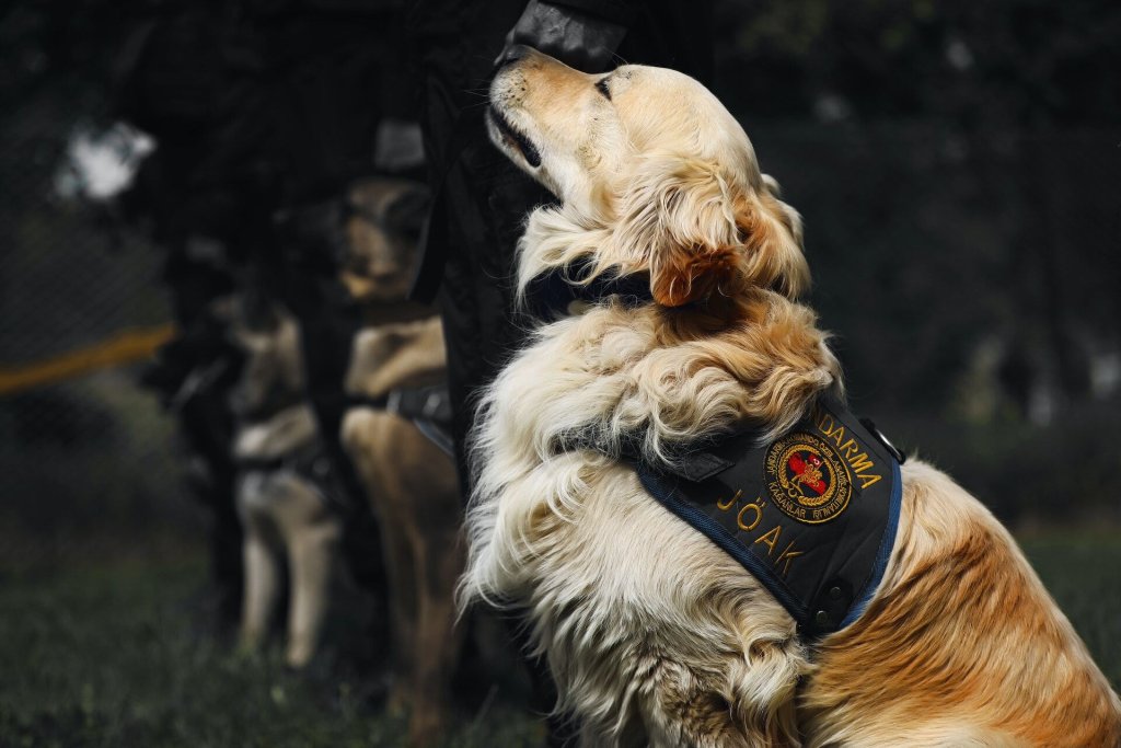 A police dog wearing a special security harness