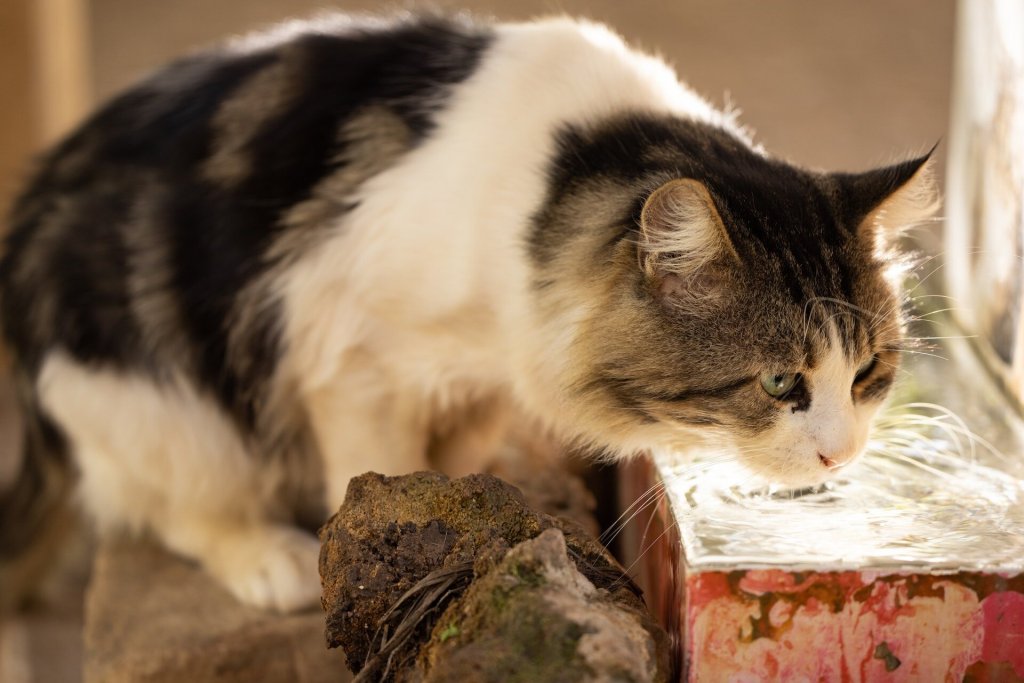 A cat drinking water out of a vessel